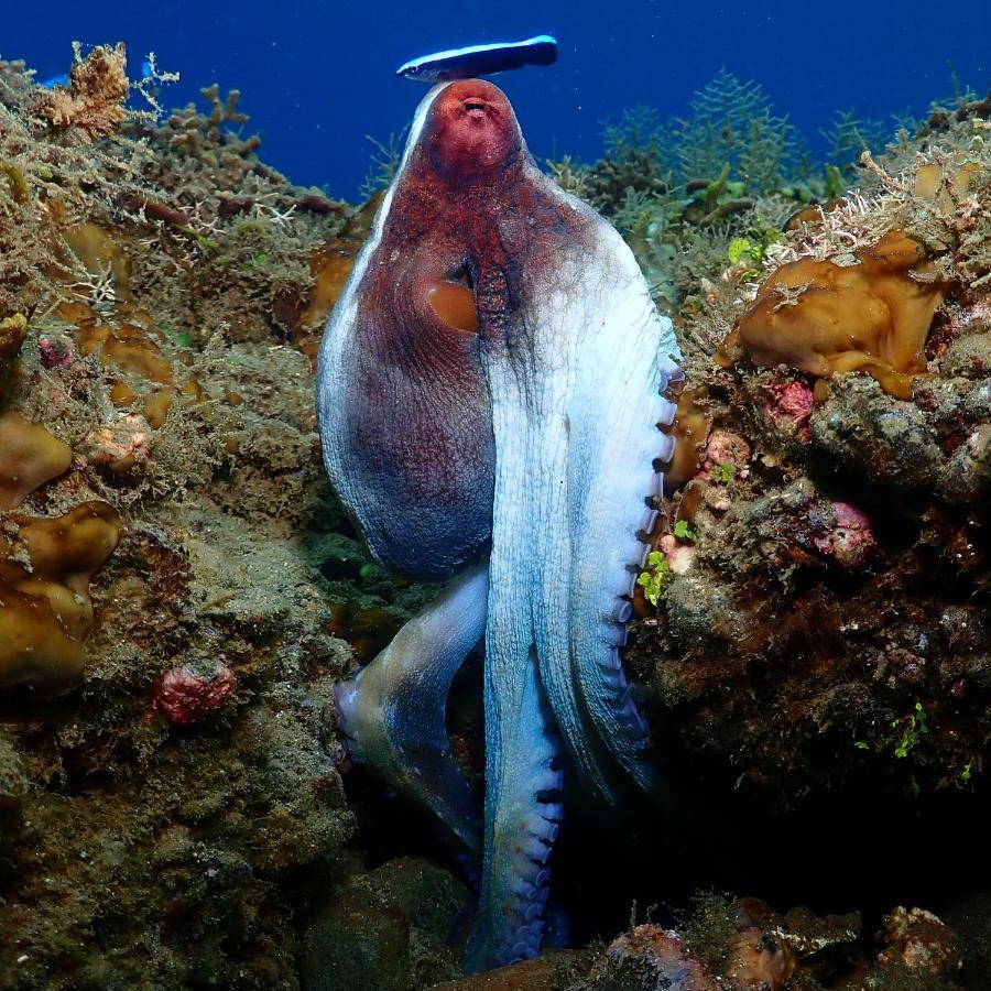 Araya Dive Resort Togean Bomba Eksteriør billede